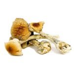 Costa Rican Shrooms