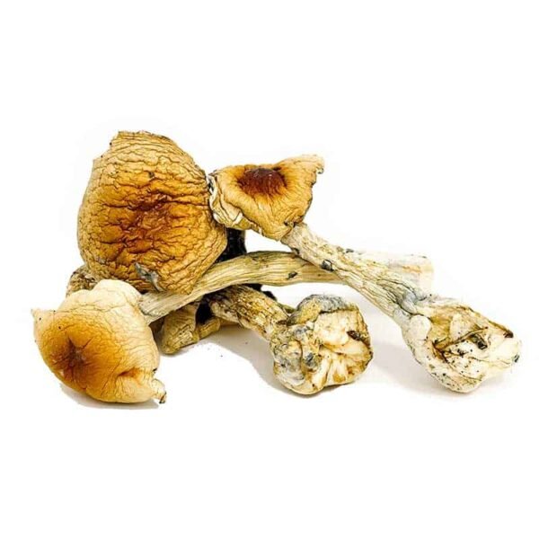 Costa Rican Shrooms