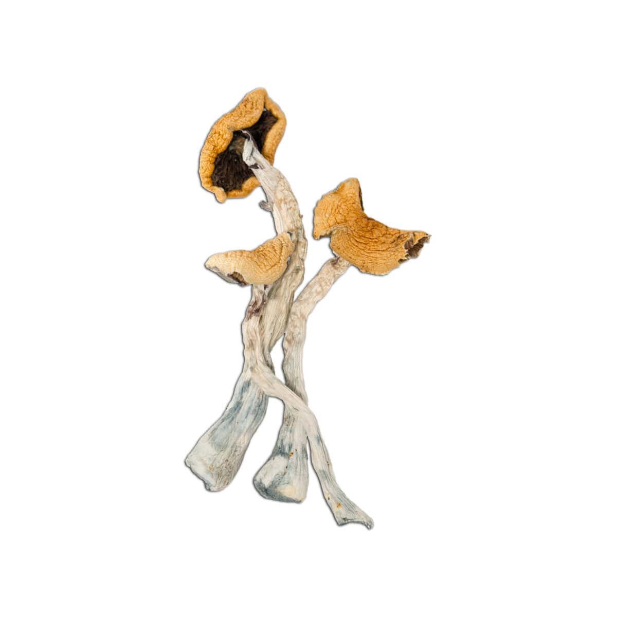 Golden Teacher Magic Mushroom - Image 1