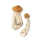 Penis Envy Magic Mushroom - Buy One Get One Free
