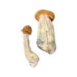 Penis Envy Magic Mushroom - Buy One Get One Free - Image 2