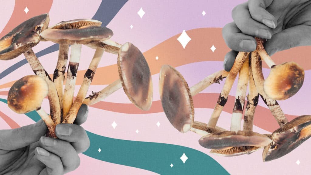 Same-Day Magic Mushroom Delivery in Brampton
