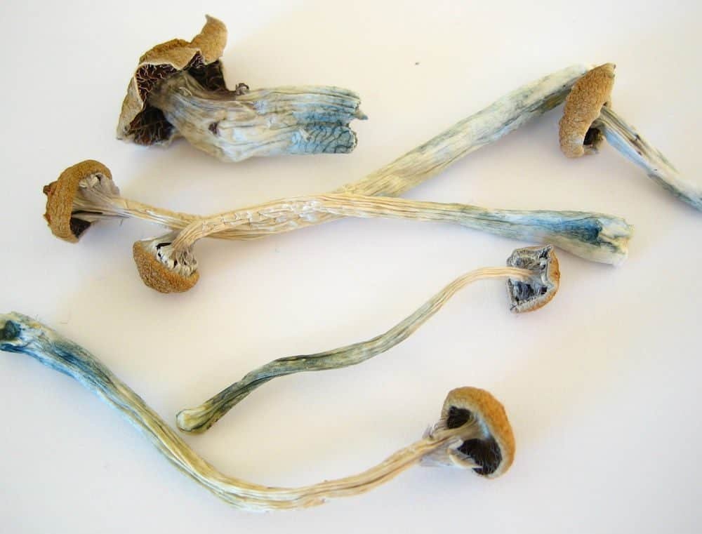 Same-Day Magic Mushroom Delivery in Richmond Hill