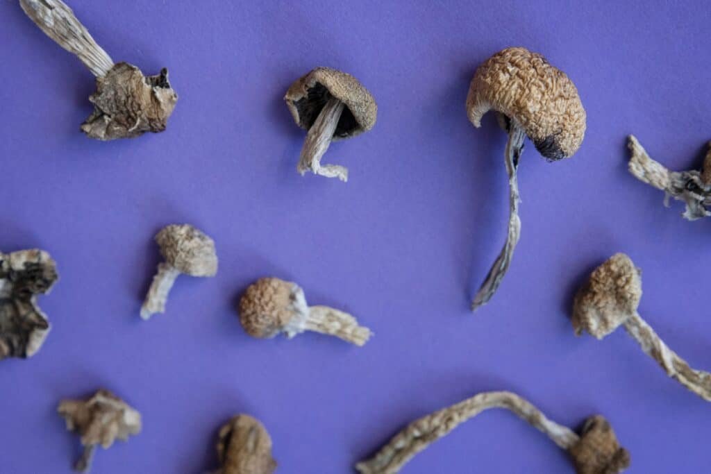 Same-Day Magic Mushroom Delivery in Toronto