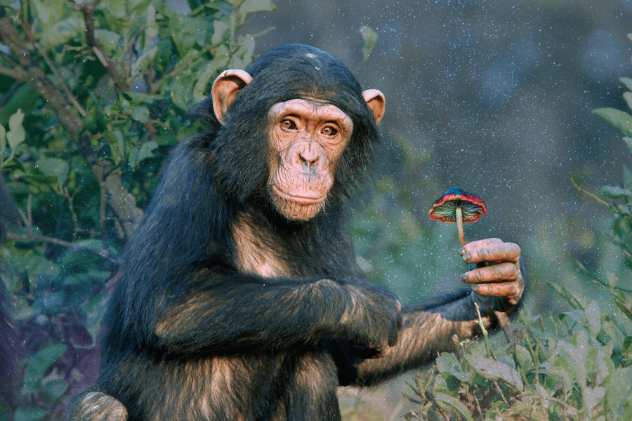 The Stoned Ape Theory: A Fascinating Hypothesis About Human Evolution