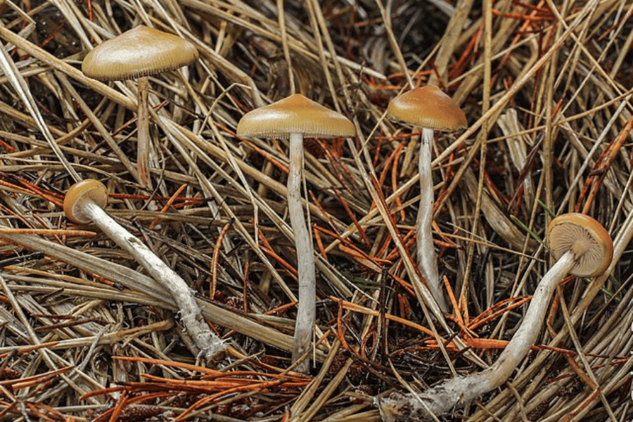 A Guide to Different Magic Mushroom Species
