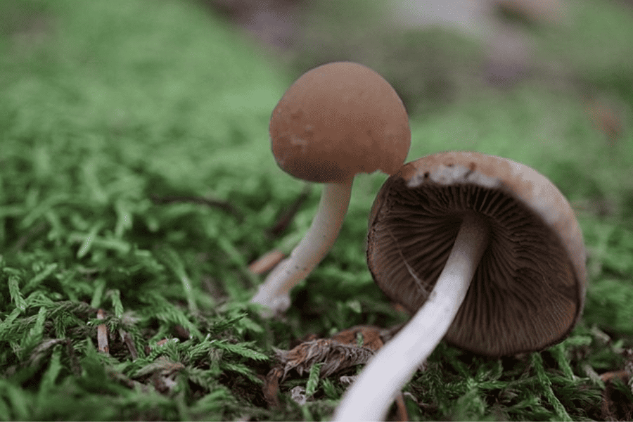 A Guide to Different Magic Mushroom Species