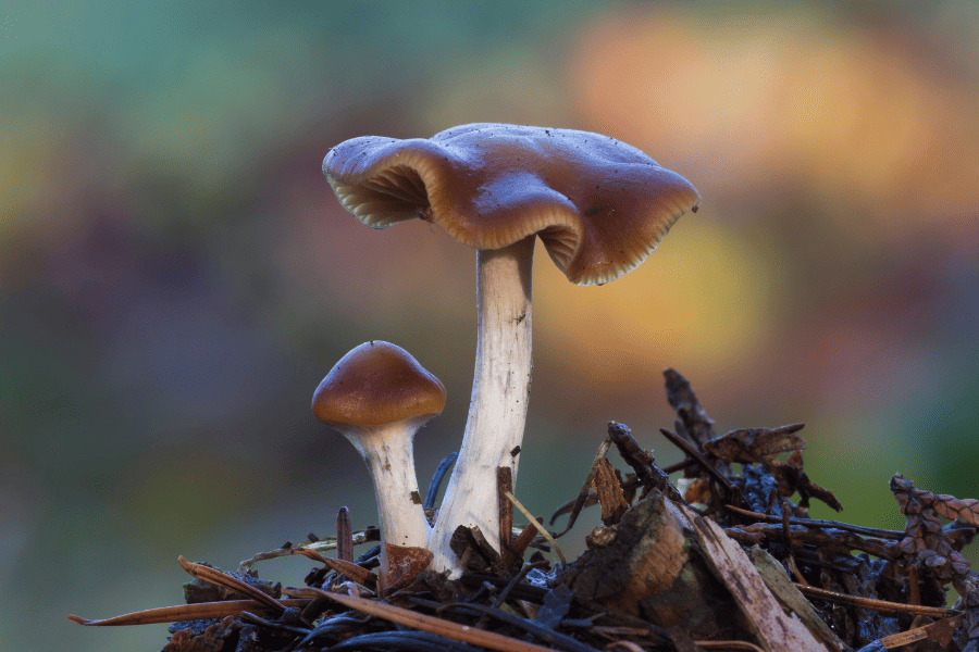 A Guide to Different Magic Mushroom Species