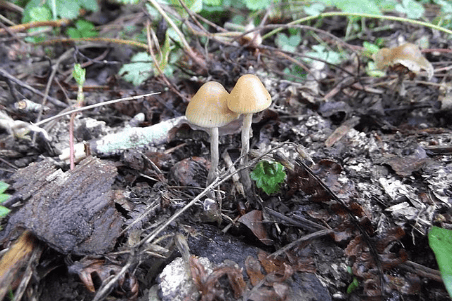 A Guide to Different Magic Mushroom Species