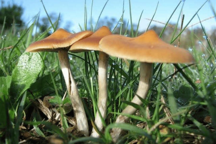 A Guide to Different Magic Mushroom Species