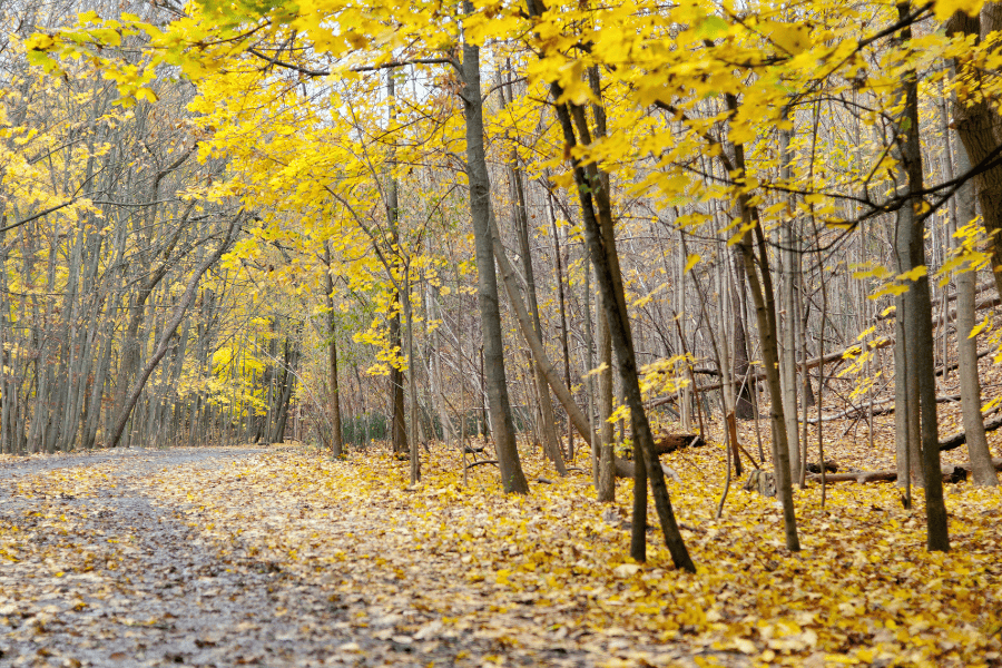 7 Things to Do While on Shrooms in Toronto
