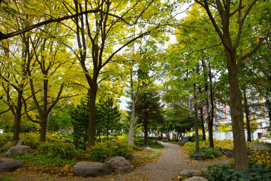 7 Things to Do While on Shrooms in Toronto