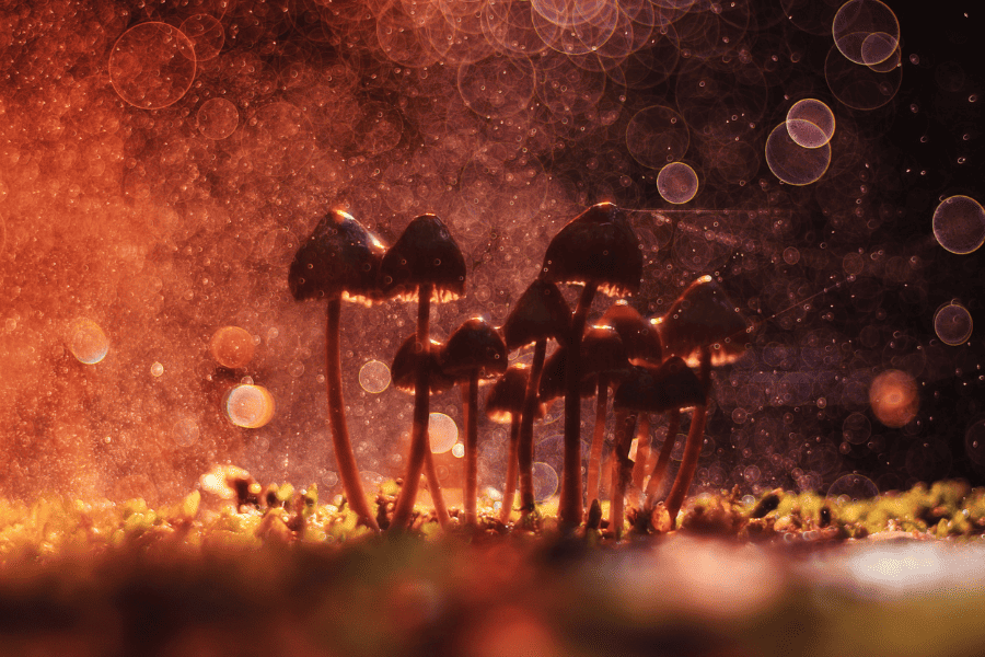 Why the Psychiatric and Therapeutic Communities Are Excited About Psilocybin