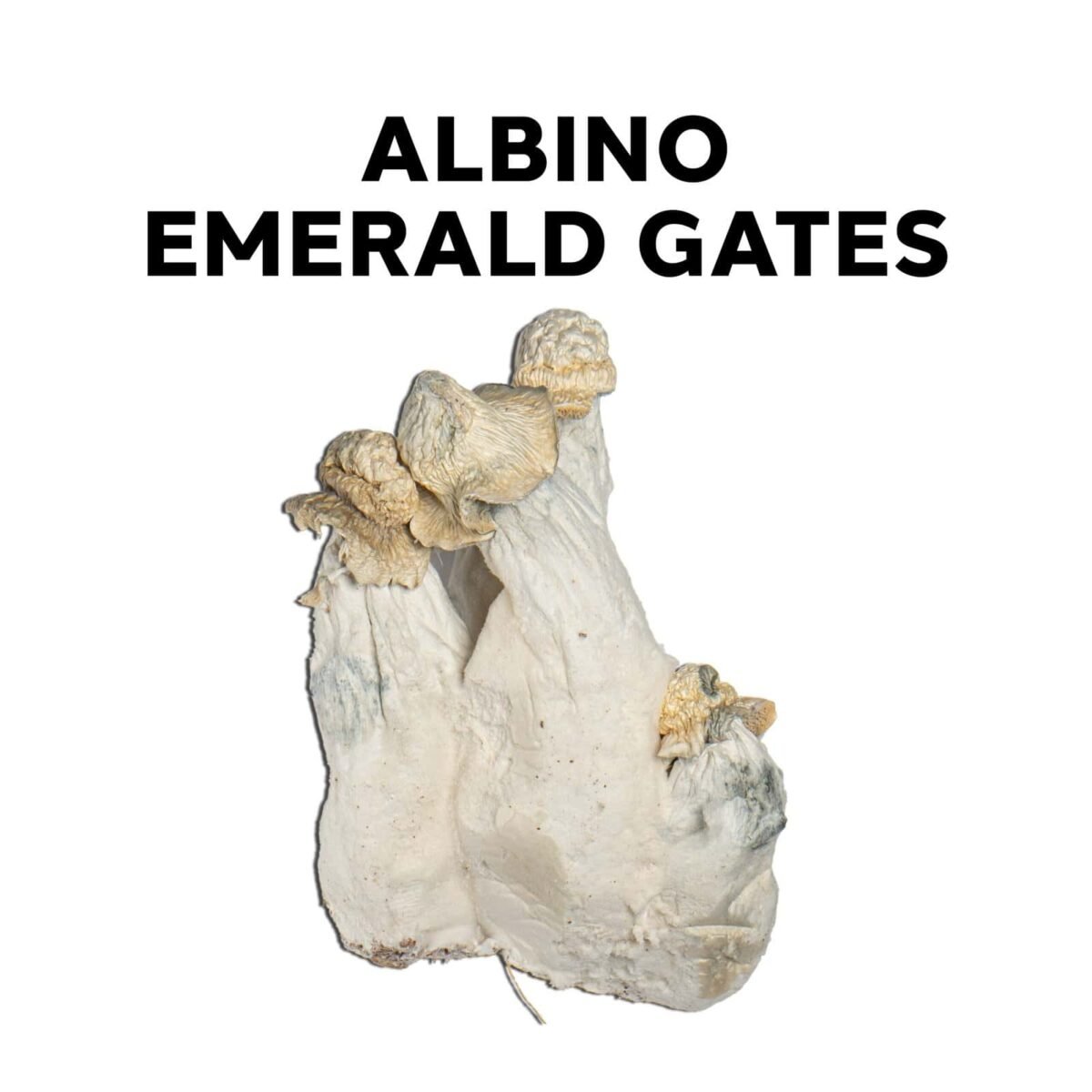 Albino Emerald Gates - Image 1