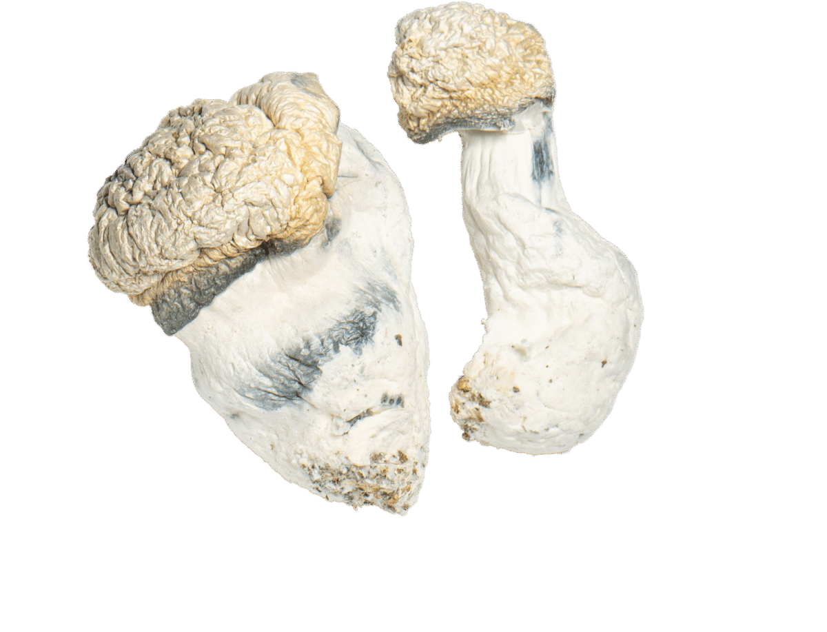Albino Monster 404 - Image 2