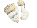 Albino Monster 404 - Image 2