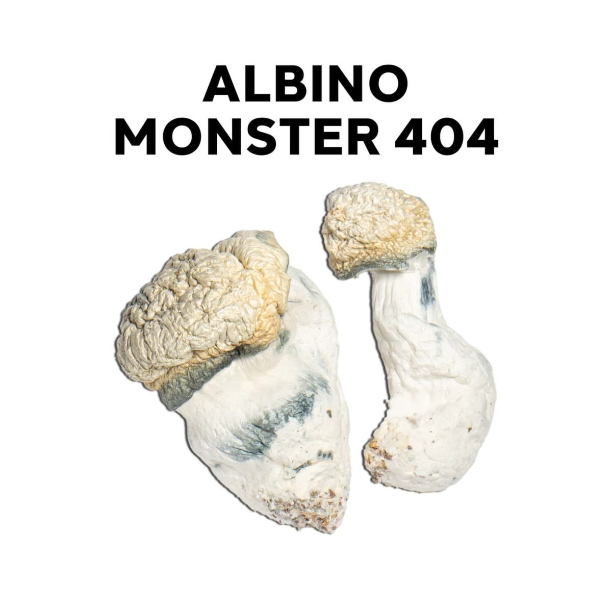 Albino Monster 404 - Image 1