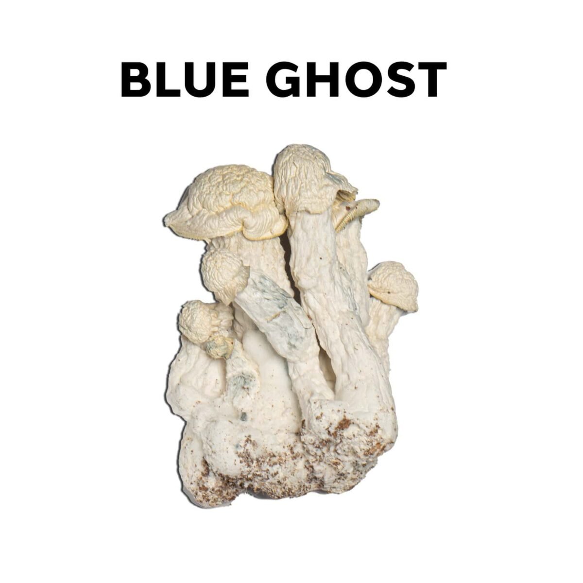 Blue Ghost - Image 1