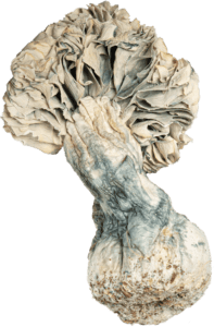 What Should I Do If I Feel Overwhelmed During the Psilocybin Experience?