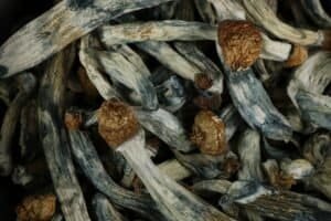 How Do I Choose the Right Type of Magic Mushroom for My First Experience?