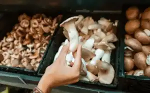 Is It Normal to Experience Intense Emotions During a Psilocybin Trip?