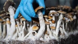 What Are Some Traditional Uses of Magic Mushrooms?