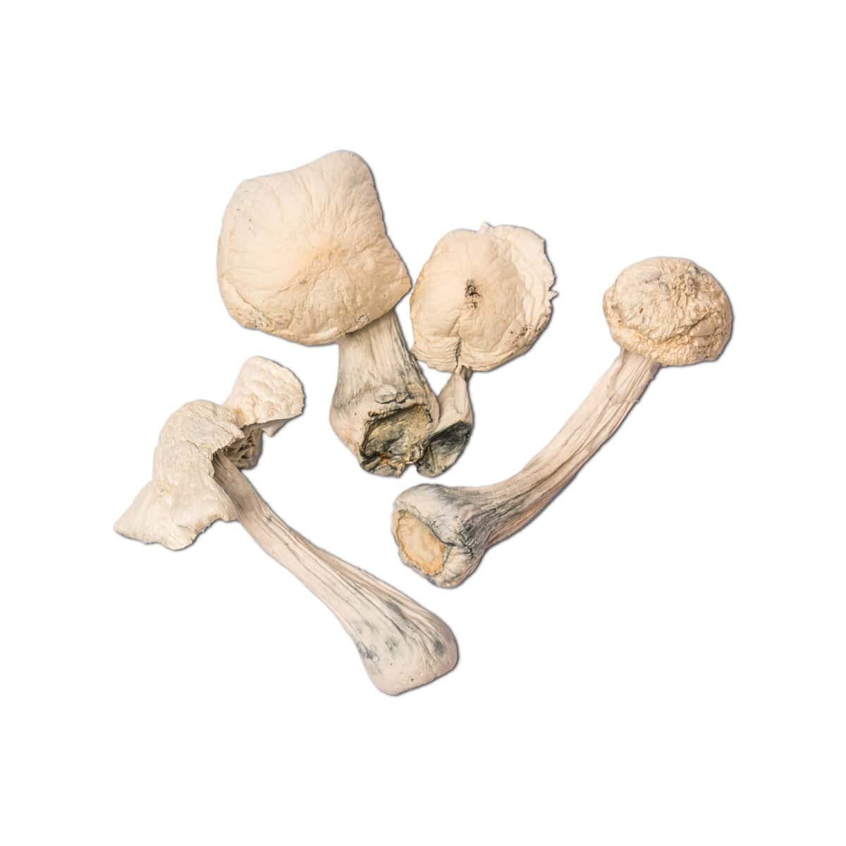 Albino Penis Envy Magic Mushroom - Image 1