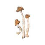 B+ Cubensis Magic Mushroom - Image 2