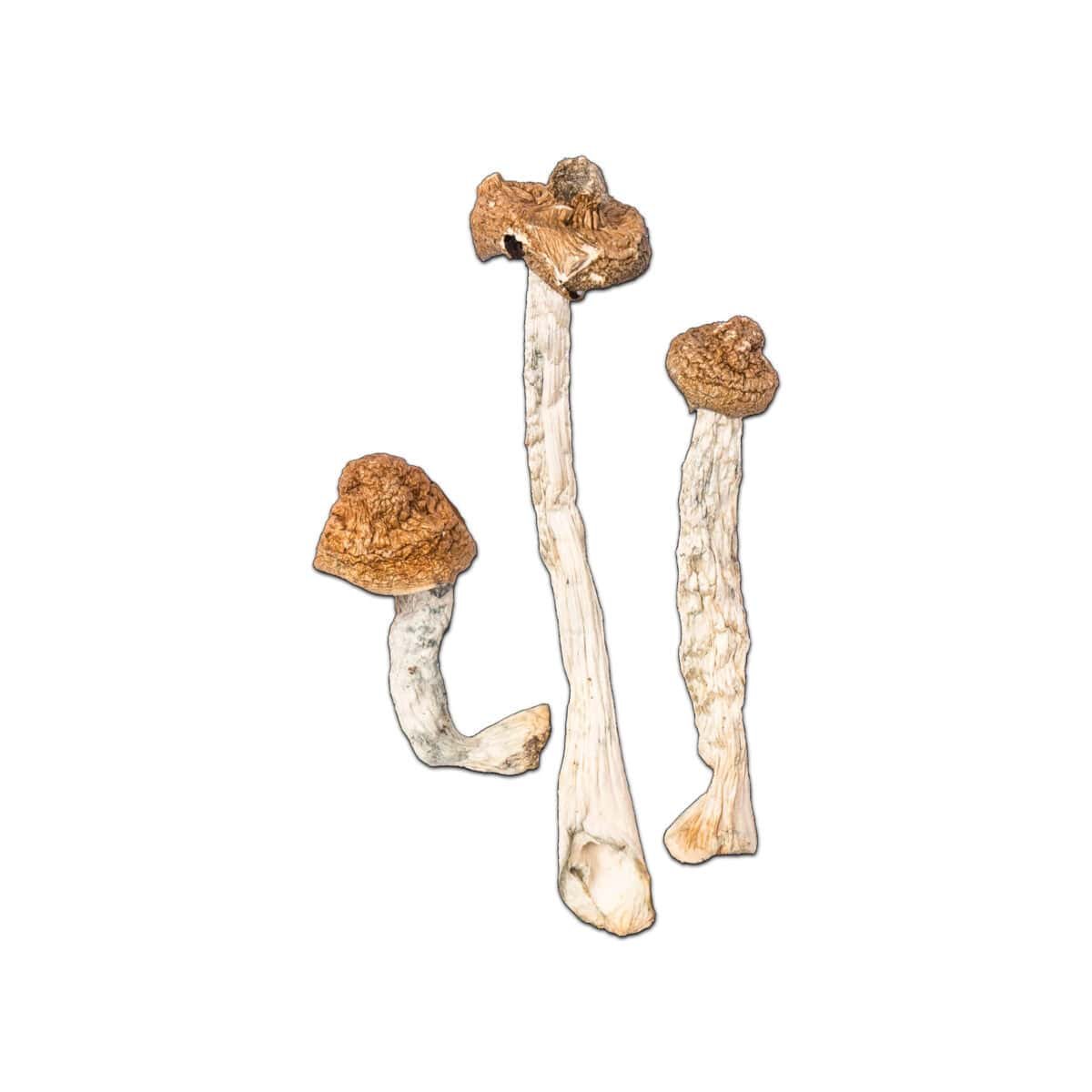 B+ Cubensis Magic Mushroom - Image 1