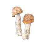 Makilla Gorilla Magic Mushroom