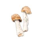 Makilla Gorilla Magic Mushroom - Image 2