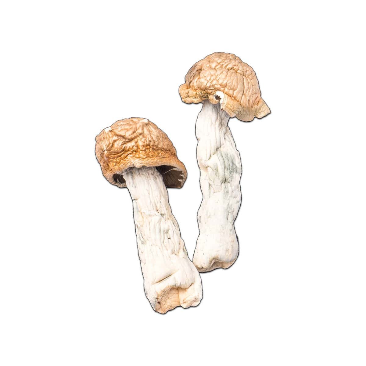 Makilla Gorilla Magic Mushroom - Image 2