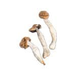 Trinity Magic Mushroom - Image 2
