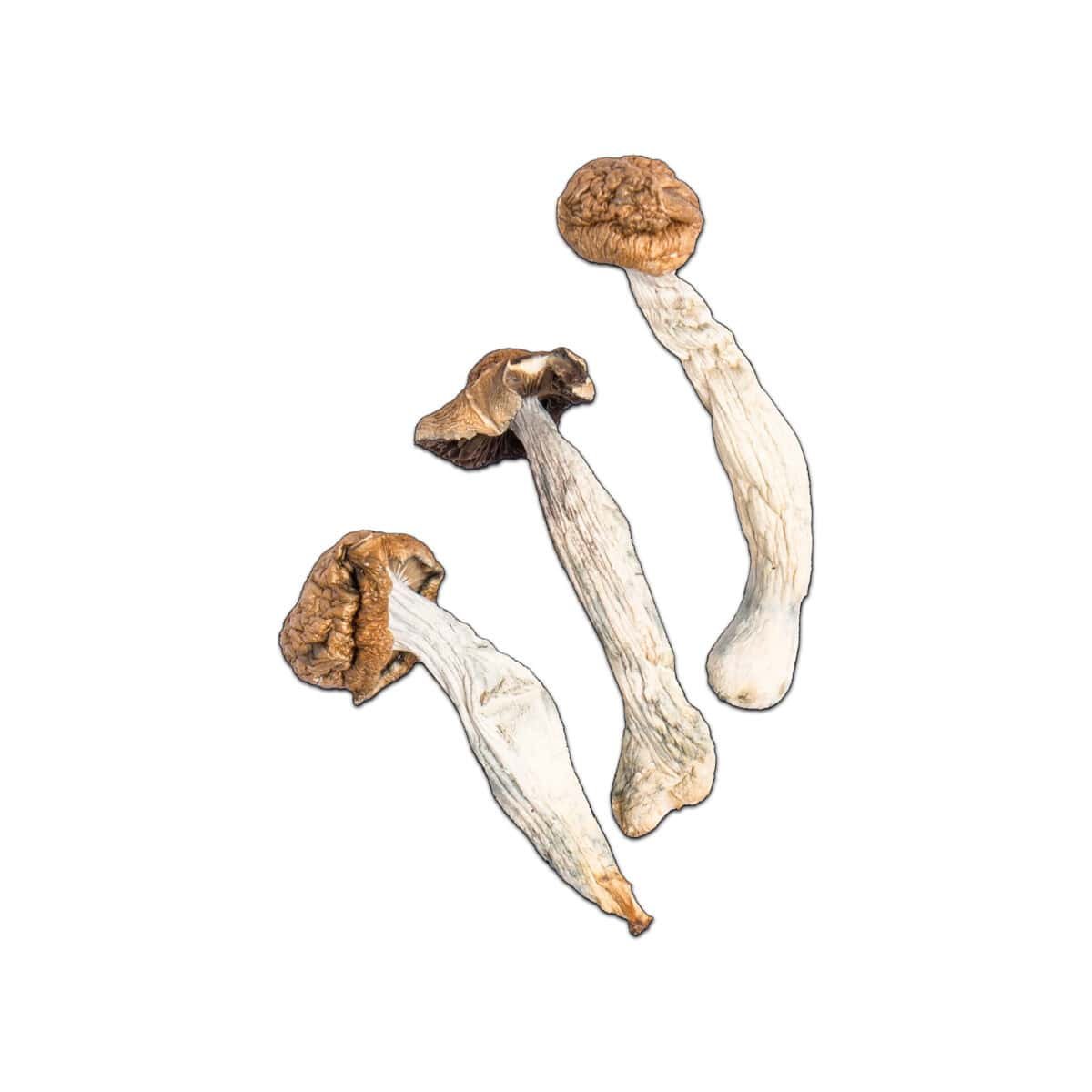 Trinity Magic Mushroom - Image 2