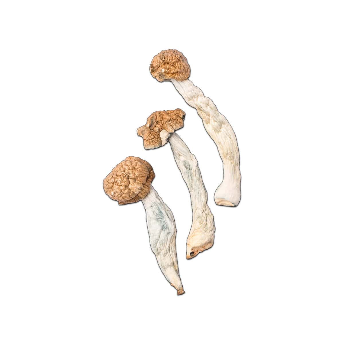 Trinity Magic Mushroom - Image 1