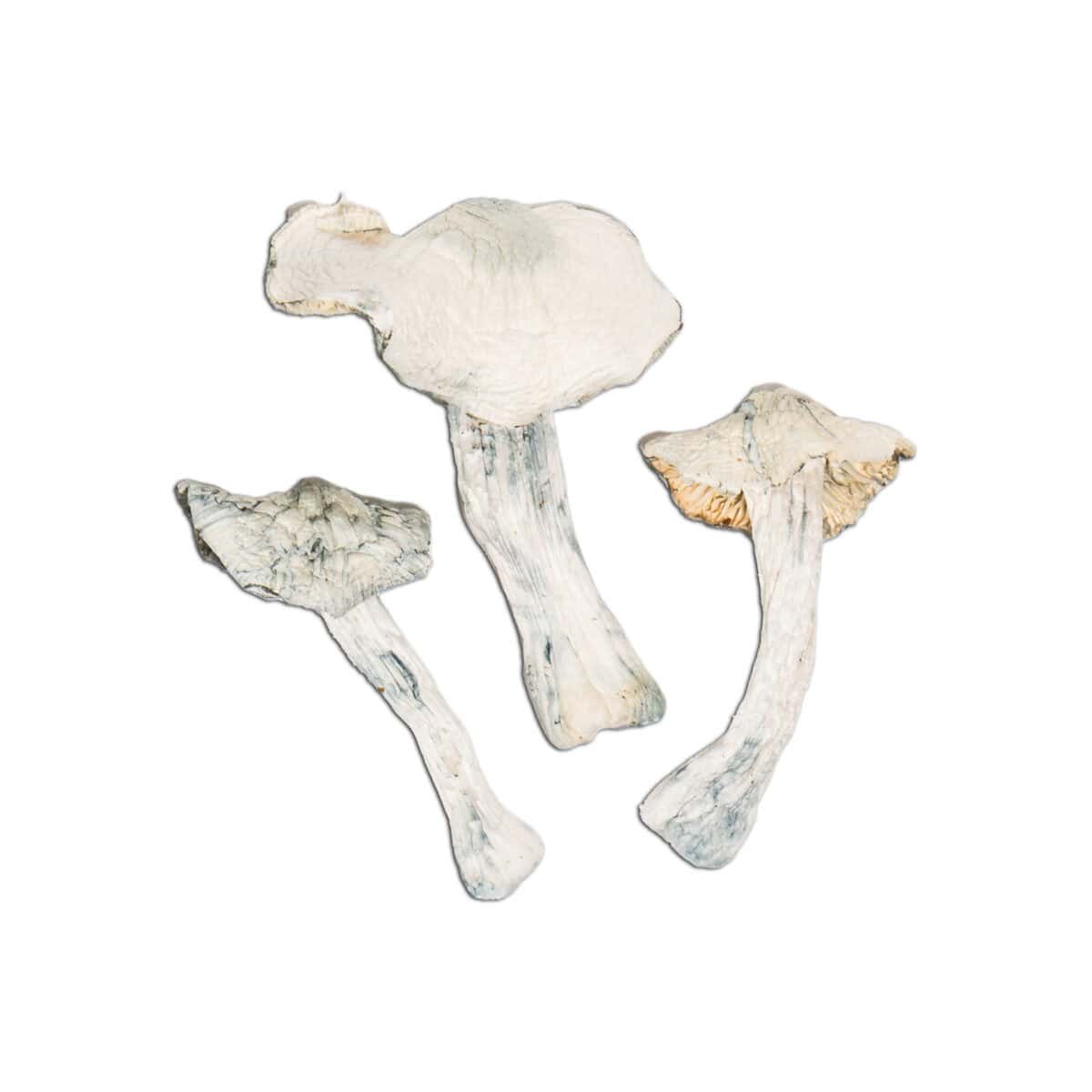 Albino Atlantic Treasure Coast Magic Mushroom - Image 1