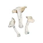 Albino Atlantic Treasure Coast Magic Mushroom - Image 2