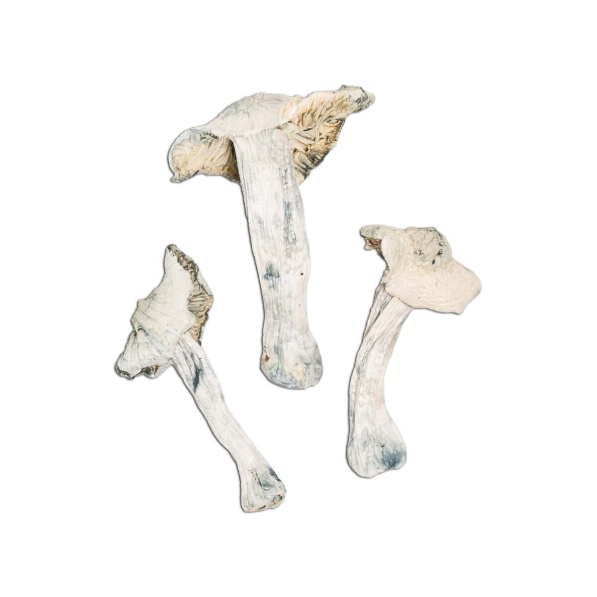 Albino Atlantic Treasure Coast Magic Mushroom - Image 2