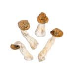 Blue Meanies Magic Mushroom