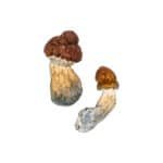 High-quality dried mushrooms for culinary use and medicinal benefits.