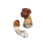 Blue Pulaski Magic Mushroom - Image 2