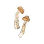 Code Blue Magic Mushroom