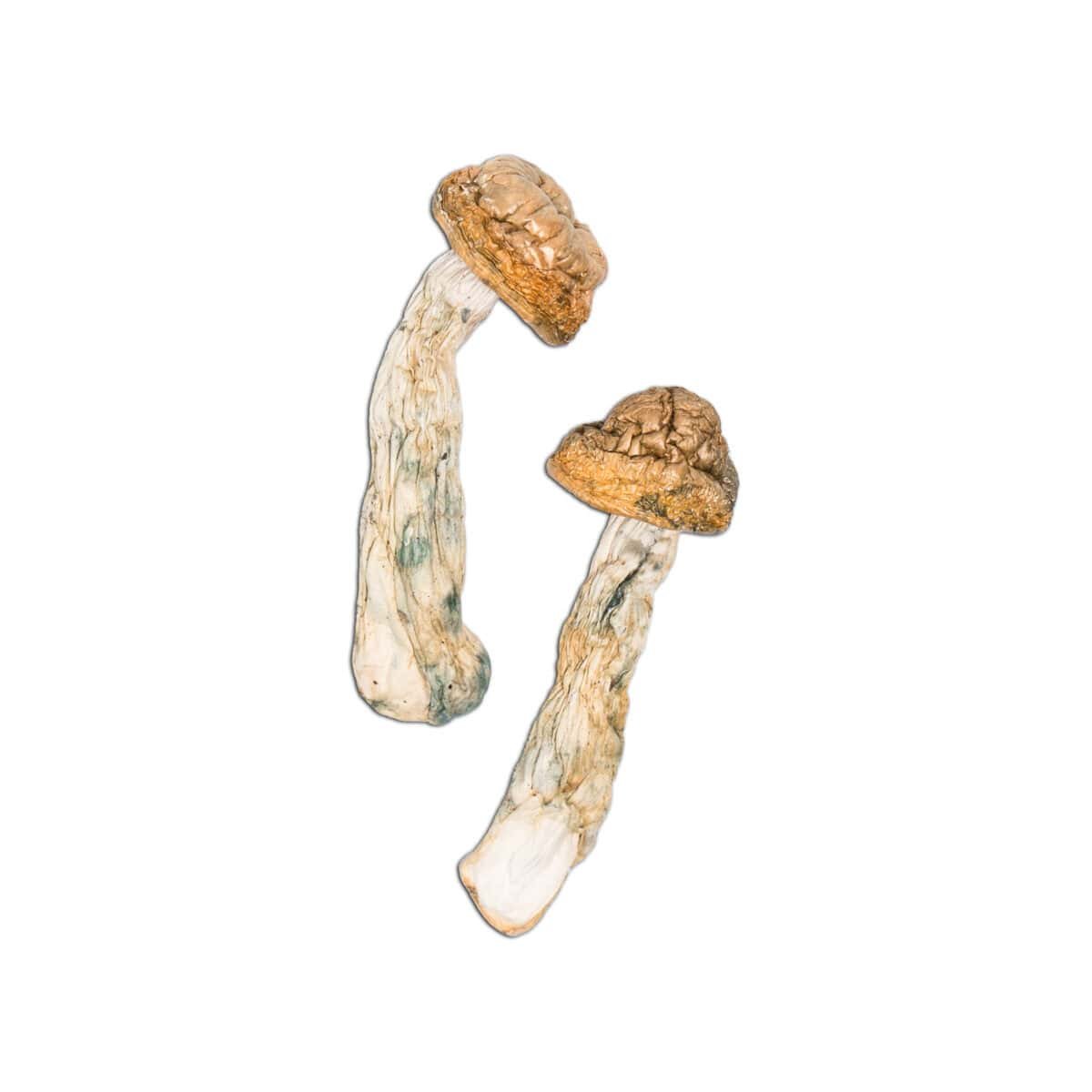 Code Blue Magic Mushroom - Image 1