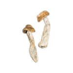 High-quality dried wild mushrooms for culinary use and gourmet recipes. Perfect for mushroom enthusiasts.
