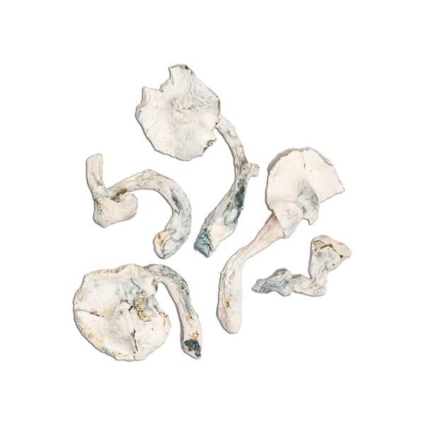 Dried wild edible mushrooms for cooking and medicinal use. Perfect for gourmet dishes or immune-boosting remedies.