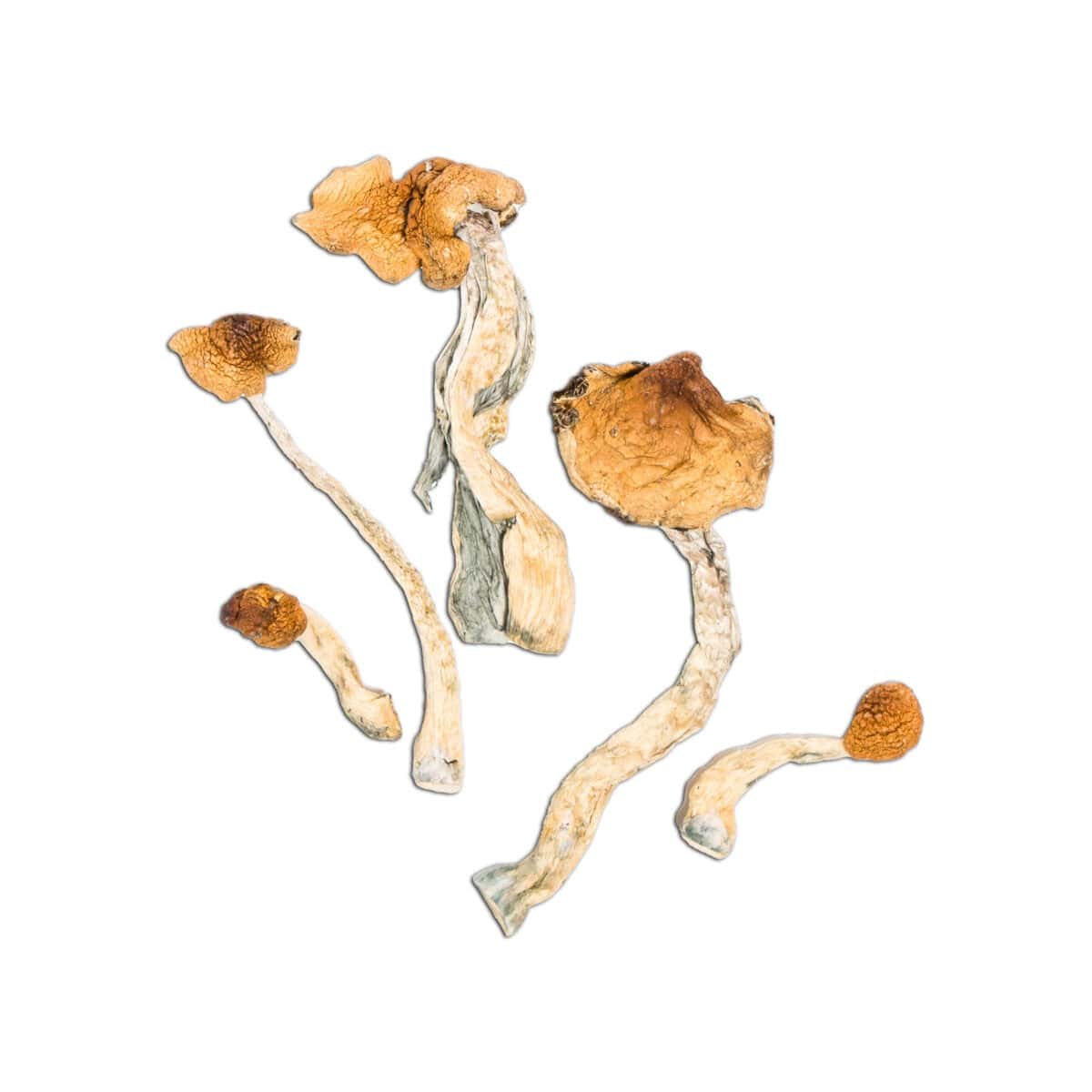 Malabar Magic Mushroom - Image 1
