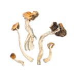 Malabar Magic Mushroom - Image 2
