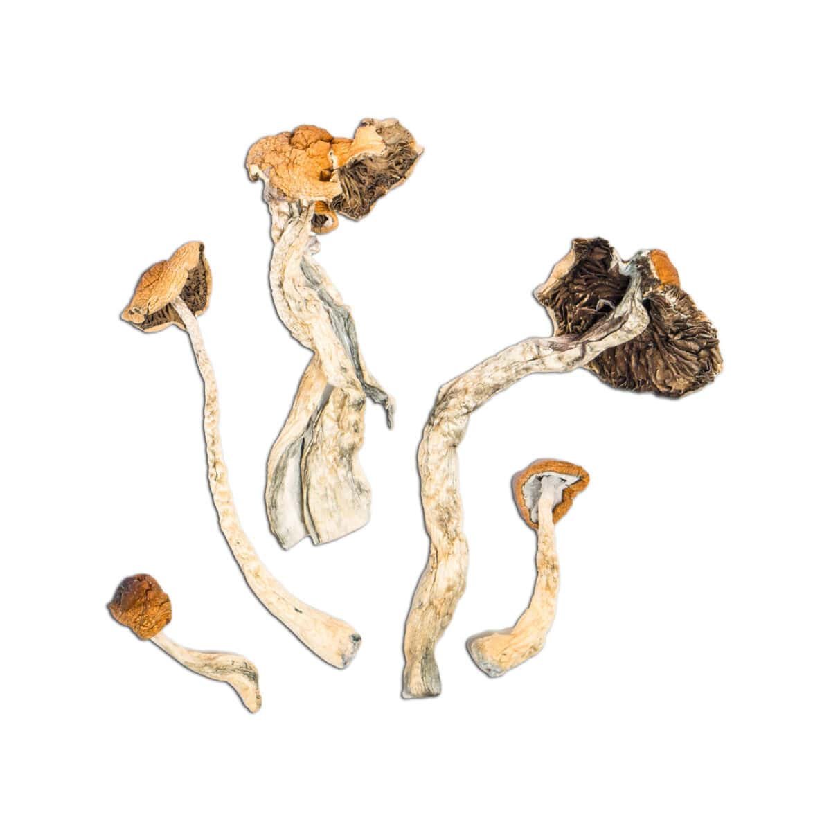 Malabar Magic Mushroom - Image 2