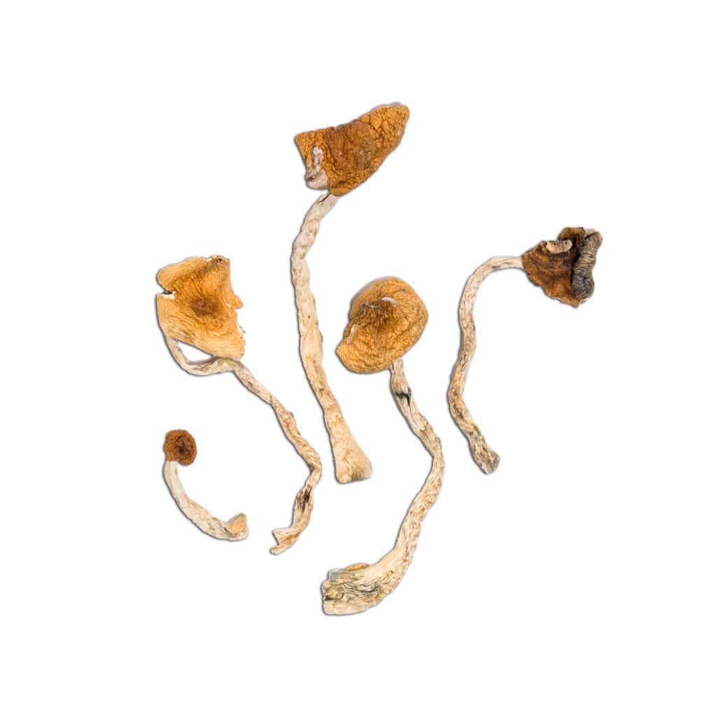 Delicious fresh wild mushrooms for culinary use at Shroomland. Sourced sustainably, perfect for gourmet dishes.