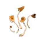 Delicious fresh wild mushrooms for culinary use at Shroomland. Sourced sustainably, perfect for gourmet dishes.